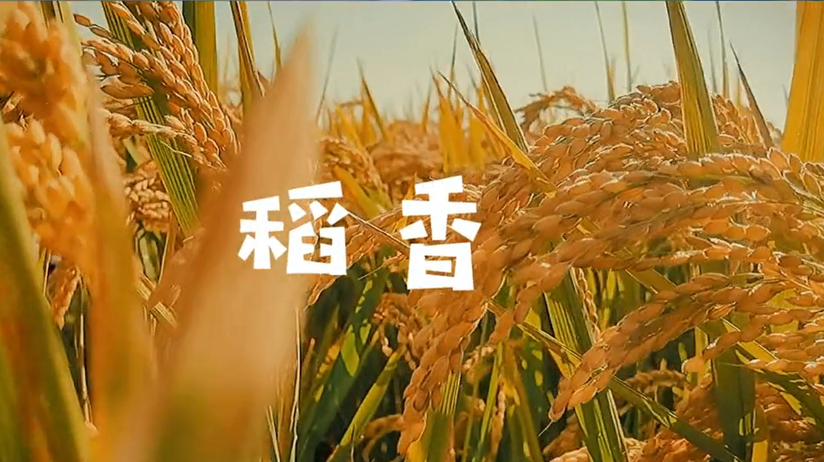 稻香很美#小朋友mv - 抖音